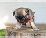Small #4 Pug