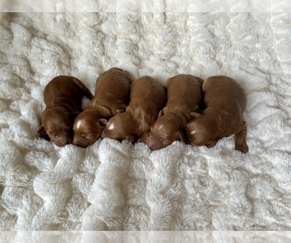 Medium Photo #3 Goldendoodle (Miniature) Puppy For Sale in RANDOLPH, WI, USA