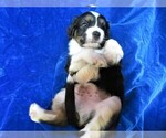 Puppy 0 Australian Shepherd-Cavalier King Charles Spaniel Mix