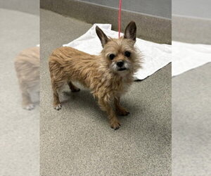 Mutt Dogs for adoption in Las Vegas, NV, USA