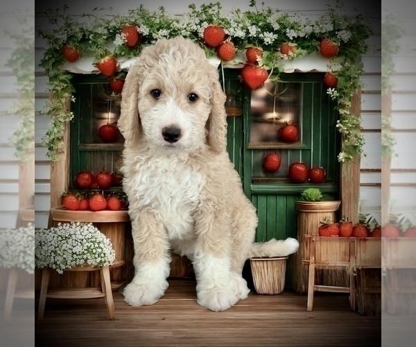 Medium Photo #3 Bernedoodle Puppy For Sale in MENIFEE, CA, USA