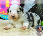 Small Photo #4 Miniature Australian Shepherd Puppy For Sale in GRANBURY, TX, USA