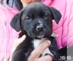 Small #2 Lab-Pointer