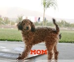 Small Photo #1 Poodle (Toy) Puppy For Sale in LINDSAY, CA, USA