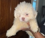 Puppy Oddball Shih Tzu
