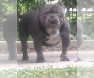 Father of the American Bully Mikelands -English Bulldog Mix puppies born on 10/14/2021