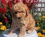 Small #4 Goldendoodle (Miniature)