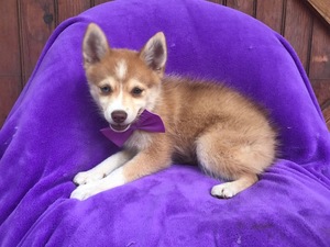 Pomsky Puppy for sale in EPHRATA, PA, USA