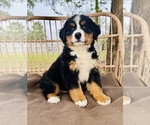 Small Photo #9 Bernese Mountain Dog Puppy For Sale in OCALA, FL, USA