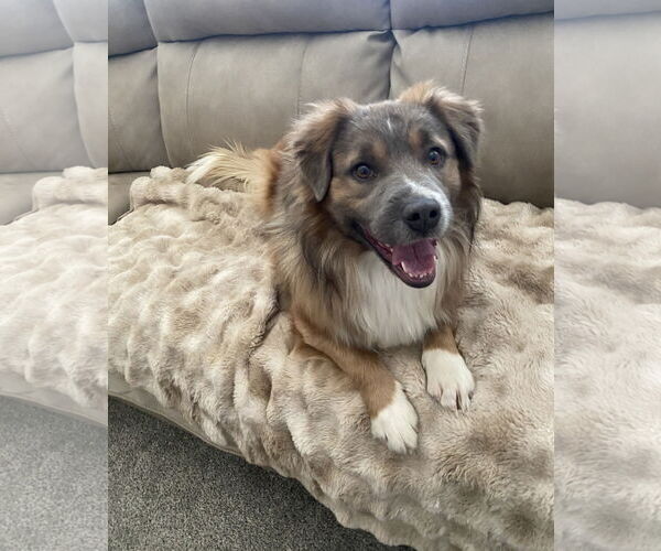 Medium Photo #3 Border Collie-Unknown Mix Puppy For Sale in MIDWAY, UT, USA