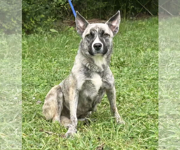 Medium Photo #1 American Pit Bull Terrier-Unknown Mix Puppy For Sale in Wetumpka, AL, USA
