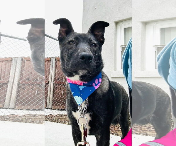 Medium Photo #3 Mutt Puppy For Sale in San Diego, CA, USA