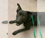 Small American Pit Bull Terrier Mix