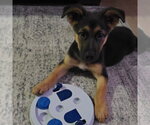 Small #1 German Shepherd Dog Mix