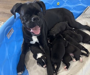 Boxer Puppy for Sale in WESTVILLE, Oklahoma USA