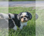 Small #1 Shih Tzu Mix