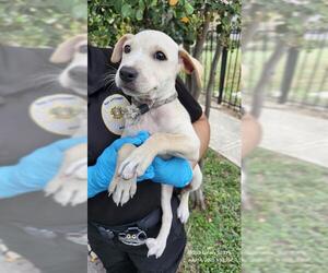 Labrador Retriever-Unknown Mix Dogs for adoption in San Antonio, TX, USA