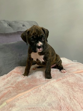 Medium Photo #4 Boxer Puppy For Sale in NORCO, CA, USA