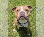 Small #1 American Staffordshire Terrier