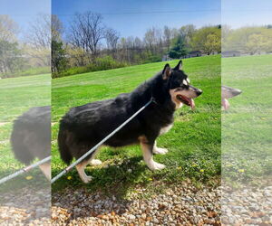 Alaskan Malamute Dogs for adoption in Mt. Gilead, OH, USA