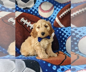 Goldendoodle (Miniature) Puppy for sale in OXFORD, PA, USA