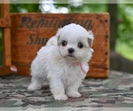 Small #4 Shih Tzu