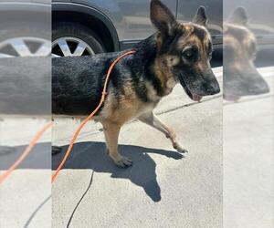 German Shepherd Dog Dogs for adoption in Houston, TX, USA