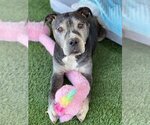 Small #3 American Pit Bull Terrier Mix