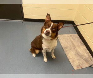 Australian Shepherd Dogs for adoption in Denver, CO, USA
