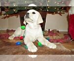 Small #19 Labrador Retriever