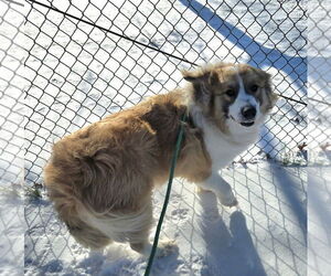 Aussie Pyrenees Dogs for adoption in Glen Allen, VA, USA