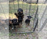 Small #1 Rottweiler