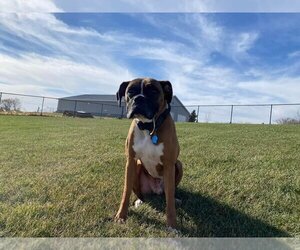 Boxer Dogs for adoption in Burnsville, MN, USA