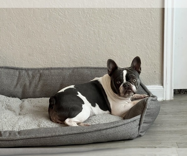 Medium Photo #1 French Bulldog Puppy For Sale in SEGUIN, TX, USA