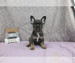 French Bulldog Puppy for sale in WOOSTER, OH, USA