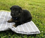 Small Photo #1 German Shepherd Dog Puppy For Sale in AND, SC, USA