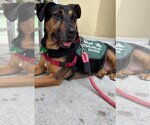 Small Photo #8 Mutt Puppy For Sale in Pompano Beach , FL, USA