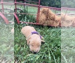 Small #3 Golden Retriever