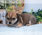 Small Photo #11 Chihuahua-Chorkie Mix Puppy For Sale in FREDERICKTOWN, OH, USA