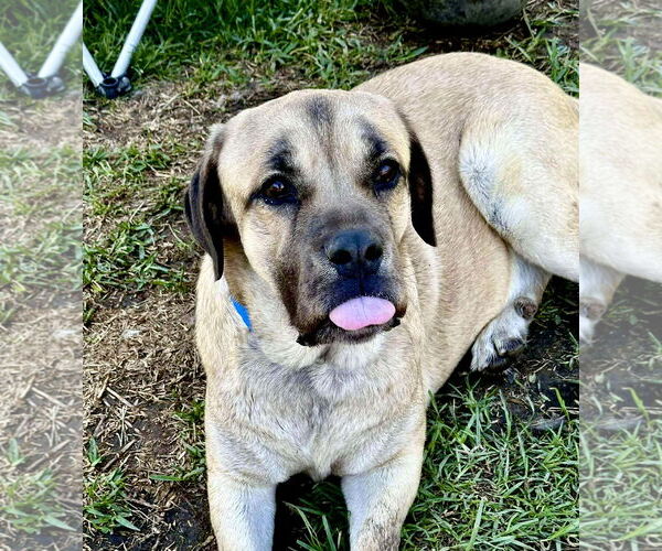 Medium Photo #4 Mastiff Puppy For Sale in Goodyear, AZ, USA