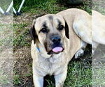 Small #3 Mastiff