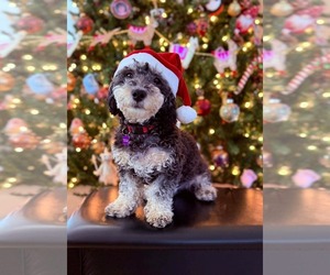 Poodle (Miniature)-Unknown Mix Dogs for adoption in Phoenix, AZ, USA