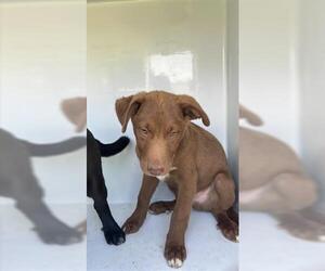 Labrador Retriever-Unknown Mix Dogs for adoption in Houston, TX, USA