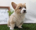 Puppy Teddy Pembroke Welsh Corgi