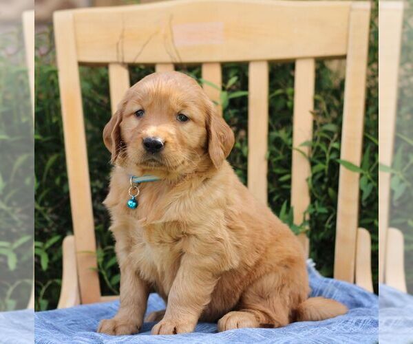 Medium Photo #4 Golden Irish Puppy For Sale in BLAIN, PA, USA