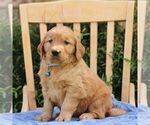 Small #3 Golden Irish