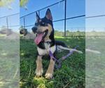 Small #1 Australian Kelpie Mix