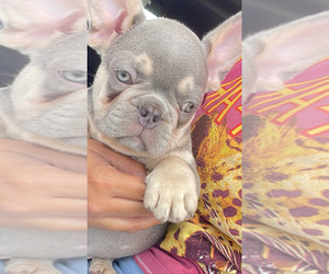 French Bulldog Puppy for sale in HOUSTON, TX, USA