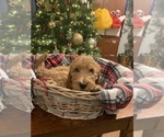 Puppy 10 Irish Doodle-Poodle (Standard) Mix