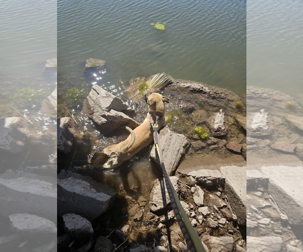 Medium Photo #8 Black Mouth Cur-Unknown Mix Puppy For Sale in phoenix, AZ, USA